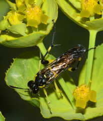 Macrophya montana