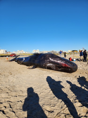Sperm Whale photographed in New York