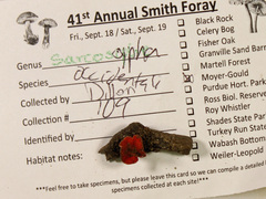 Sarcoscypha occidentalis