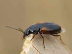 Stenolophus mixtus