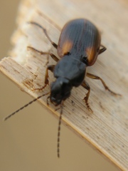 Stenolophus mixtus