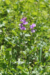 Lathyrus pauciflorus utahensis