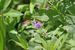 Lathyrus pauciflorus utahensis