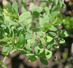 Lathyrus pauciflorus utahensis