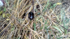 Pachycoris klugii