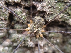 Lacinius dentiger