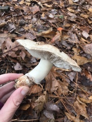 Tricholoma caligatum