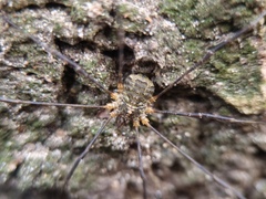 Lacinius dentiger