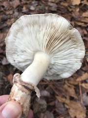 Tricholoma caligatum