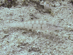Parapercis lineopunctata