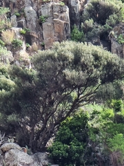 Olea europaea cerasiformis