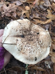 Tricholoma caligatum