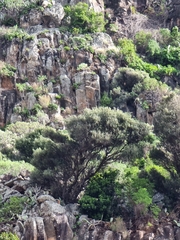 Olea europaea cerasiformis