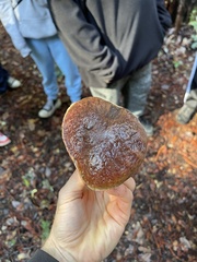 Xerocomellus zelleri