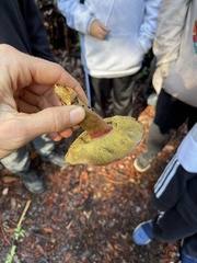 Xerocomellus zelleri