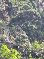 Olea europaea cerasiformis