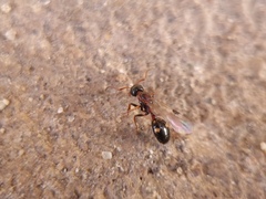 Dolichoderus quadripunctatus