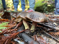 Xerocomellus zelleri