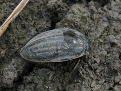 Hydrophilus piceus