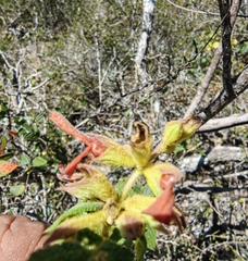 Salvia lasiantha