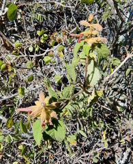 Salvia lasiantha