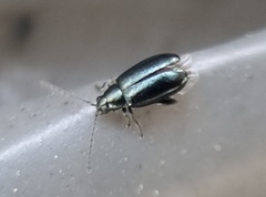 Phyllotreta nigripes