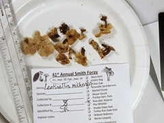 Lentinellus subaustralis