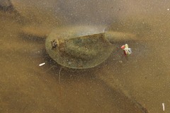 Triops cancriformis