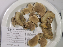 Trametes villosa
