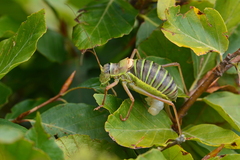 Ephippiger diurnus diurnus