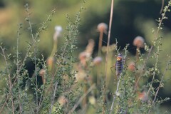 Ephippiger diurnus cunii