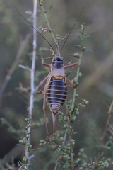 Ephippiger diurnus cunii