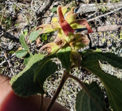 Salvia lasiantha