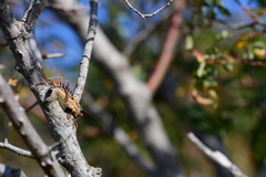 Ephippiger diurnus diurnus