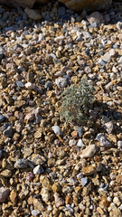 Chaenactis douglasii