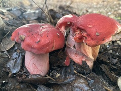 Russula rhodocephala