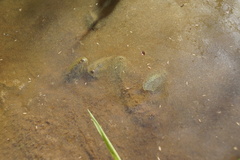 Triops cancriformis