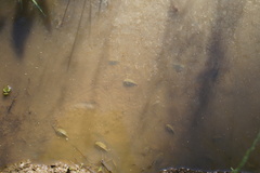 Triops cancriformis