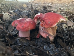 Russula rhodocephala