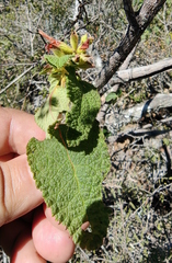 Salvia lasiantha