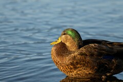 Anas rubripes × platyrhynchos