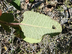 Salvia lasiantha