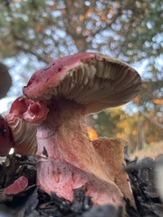 Russula rhodocephala