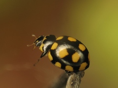 Coccinula quatuordecimpustulata