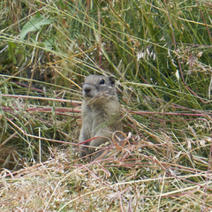 Urocitellus beldingi