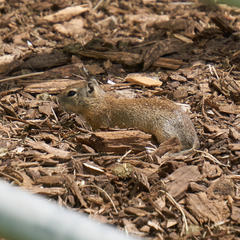 Urocitellus beldingi