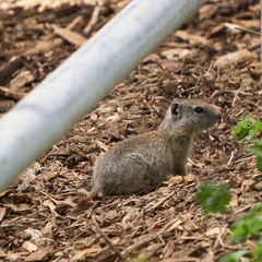 Urocitellus beldingi
