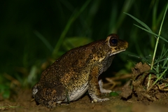 Sclerophrys pusilla