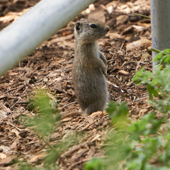 Urocitellus beldingi