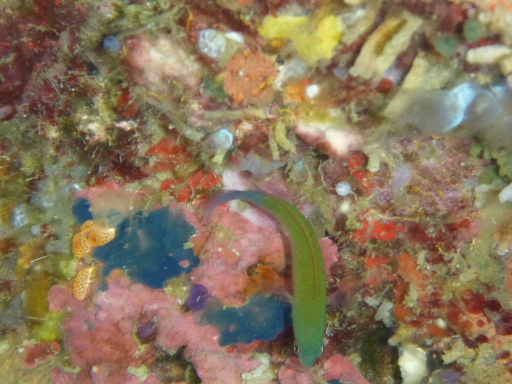Plain dottyback (Pseudochromis litus) — Pseudochromidae